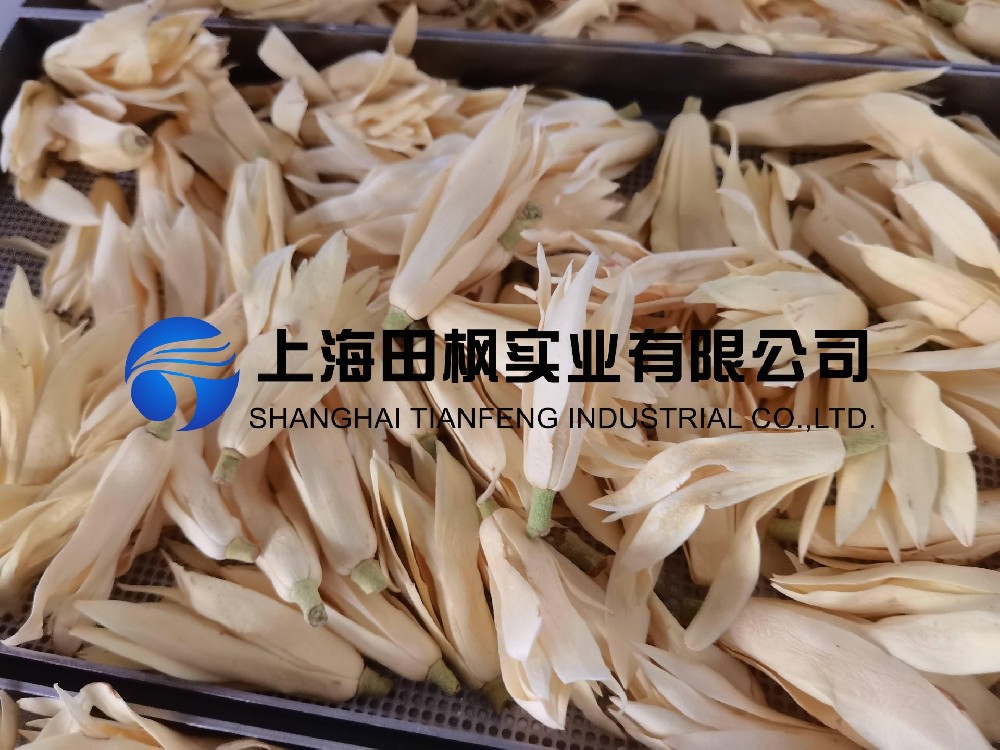 白玉蘭凍干，鮮花凍干機應(yīng)用于白玉蘭真空冷凍干燥